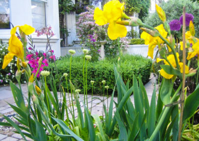 yellow-flag-iris