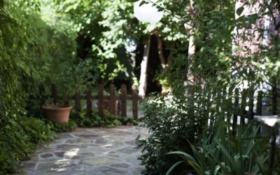 Garden Design in Brighton: Plants for Shady Places